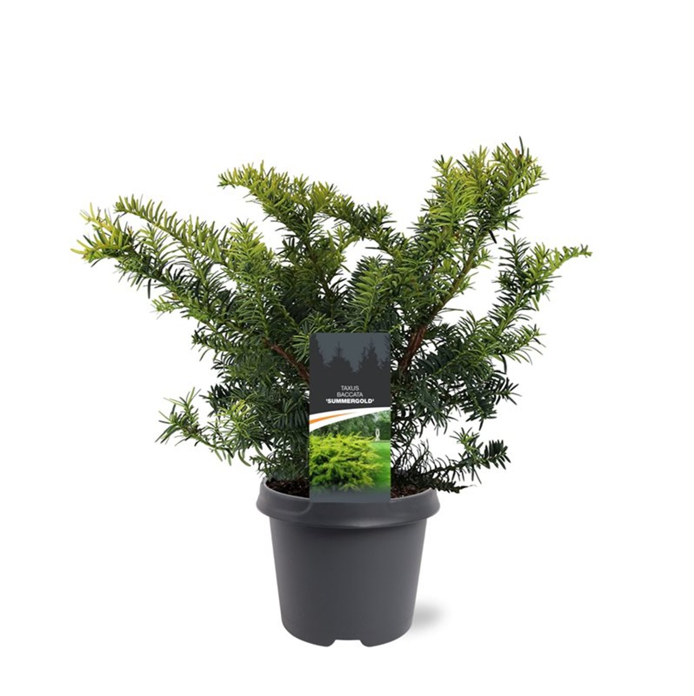 Taxus b. 'Summergold' - C5 30-40 CM